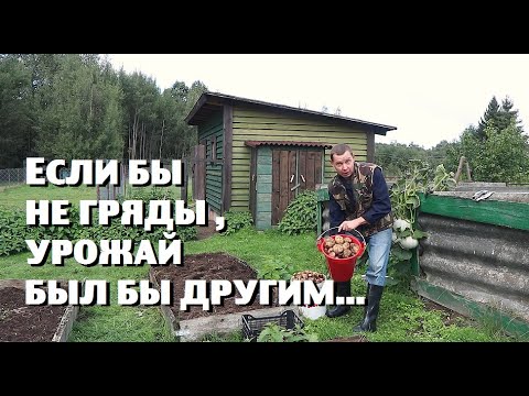 Видео: Картофель в грядах дал урожай , несмотря на засуху !