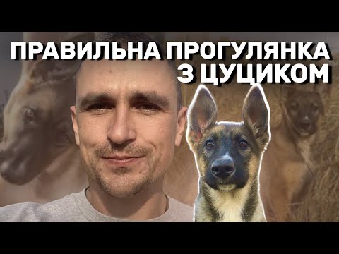 Видео: Правильна прогулянка з цуциком