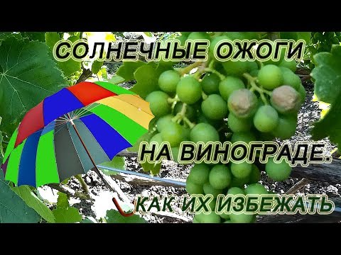 Видео: Солнечный ожог ягод винограда. Как его предотвратить.