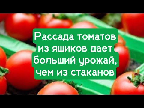 Видео: Рассада томатов из ящиков дает больший урожай , чем из стаканов.