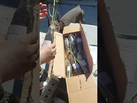 Видео: отзыв о питомнике "МОЙ САДОВОД"