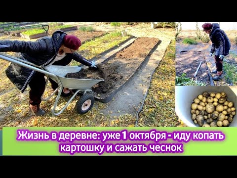 Видео: Жизнь в деревне: Уже 1 октября - иду копать картошку и сажать чеснок. Ночной мороз убил все цветы