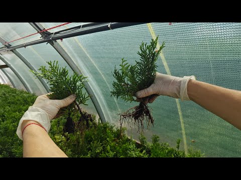 Видео: Результат черенкования туи спустя три месяца, хорошие корни и перевалка в контейнеры.
