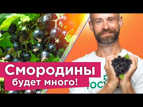 Видео: ЯГОДЫ СМОРОДИНЫ КРУПНЫЕ, А КУСТЫ НЕ БОЛЕЮТ при таком уходе осенью!