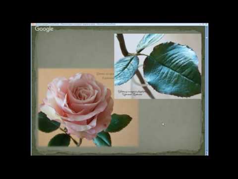 Видео: альстромерия розовая (запись вебинара от 23 нояб  2016)