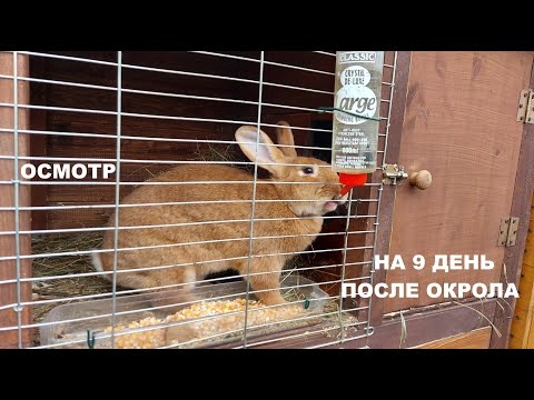 Видео: ОСМОТР ГНЕЗДА КРОЛЬЧИХИ🐰КРОЛИКИ 🐇🐇МОЯ ДАЧА⛪ГЕРМАНИЯ