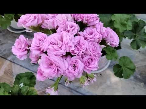Видео: #153.В кадре только "новенькие"! Обзор цветения!