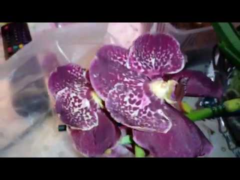 Видео: V. Robert Delight Black | Посадка Ванды | Кора GreenGardenPro