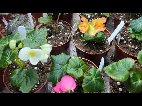 Видео: Болмо гулдору. Бегония гулдорун кочотторун стакандан идишке которуу 👆