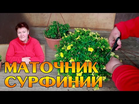 Видео: Как сохранить сурфинии, калибрахоа зимой? МОЙ ОПЫТ!