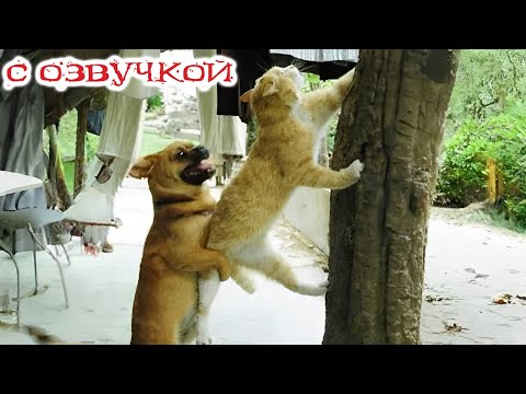 Видео: ПРИКОЛЫ С КОТАМИ! Самая смешная озвучка животных! ДО СЛЁЗ 2023!