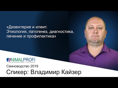 Видео: ANIMALPROFI 2019 Свиноводство. Владимир Кайзер Дизентерия и илеит.