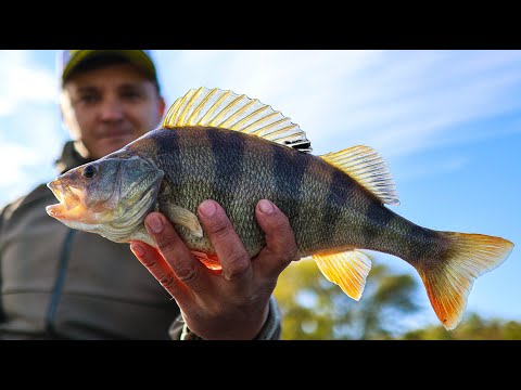 Видео: Огромный окунь чуть спиннинг не забрал 💪💪💪 Тест  эхолота CALYPSO 👍 Микроджиг ловит ТРОФЕЕВ 💪