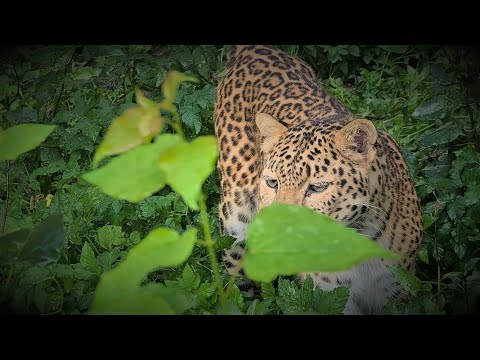 Видео: искалеченный леопард первый раз ходит по траве/crippled leopard walks on grass for the first time