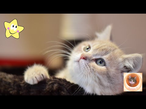 Видео: Кошачьи шалости: веселые кошки и милые котики