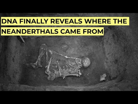 Видео: Древняя ДНК наконец раскрывает НАСТОЯЩЕЕ происхождение неандертальцев