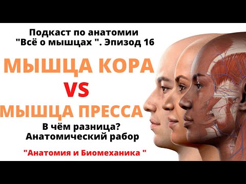 Видео: Мышцы кора и мышцы пресса. Всё о мышцах. Часть 16