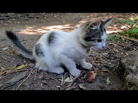 Видео: Бездомный Котёнок..