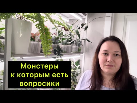 Видео: Монстеры к которым есть вопросики: Альба дала белый побег, а тайка не растёт ￼