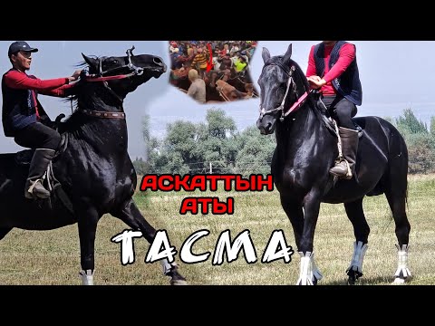 Видео: ТАСМА АТТЫН КҮЧТҮҮСҮ АСКАТТАН ЧЫКТЫ