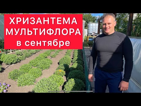 Видео: Хризантема МУЛЬТИФЛОРА в сентябре