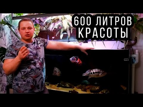 Видео: Домашний аквариум 600 литров с фитофильтром и сампом! 1 часть