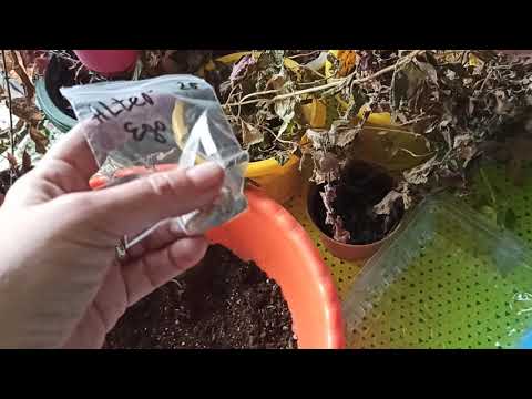 Видео: Выкапываем ризомы ахименесов в конце сезона цветения