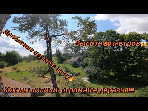 Видео: Арбористика‼️Спил гигантских деревьев🌳по частям с измельчением ветвей на щепу🔥Saelen Cobra DRI65🔥