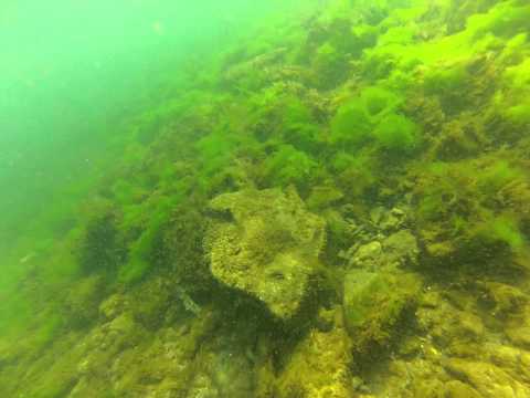 Видео: Охота на бычка Черное Море