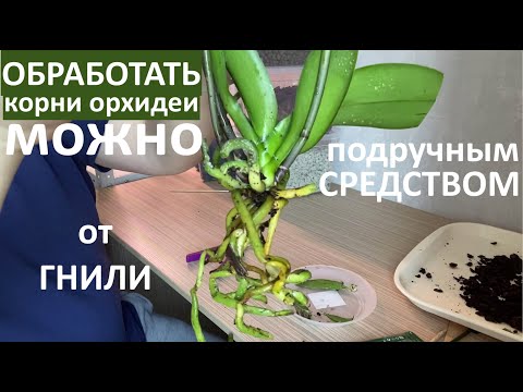 Видео: ОРХИДЕЯ обзор и пересадка,  чем обработать корни орхидеи от гнили из подручных средств