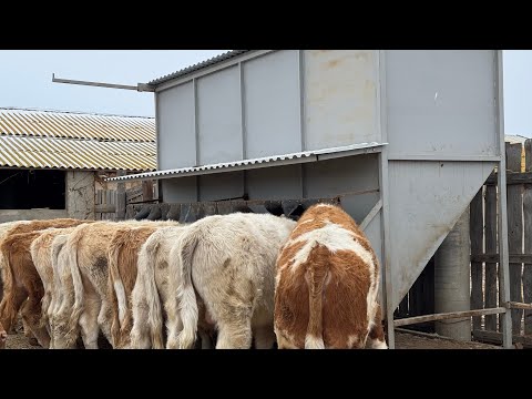 Видео: Сколько голов обслуживает бункерная кормушка