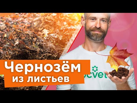 Видео: ВМЕСТО НАВОЗА! Делаем ЛИСТОВУЮ ЗЕМЛЮ И ЦЕННОЕ УДОБРЕНИЕ даже из больной листвы