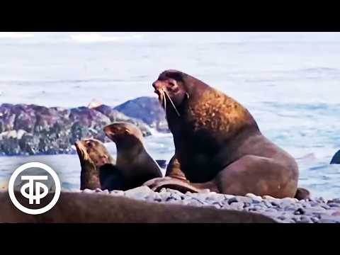 Видео: Северный морской котик. Жизнь на Командорских островах (1977)