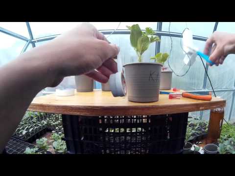 Видео: Прививка арбуза на лагенарию. Этап №2 -  снятие клипсы.