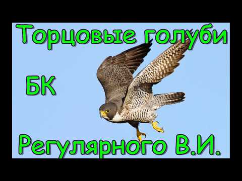 Видео: Торцовые Голуби БК Регулярного В И  Апрель 2019