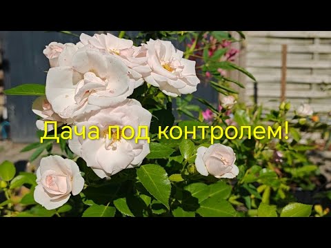 Видео: Наша дача на севере Германии в сентябре 2025 года. 