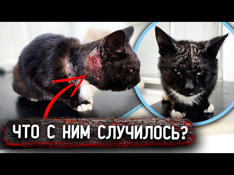 Видео: Кота поразил подкожный клещ, если не лечить, он погибнет. Еду за ним за 200 км в Дивное.