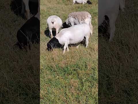Видео: ДОРПЕР. КОРМЛЕНИЕ (Пастбище, зерновые или орут ли дорперы 😁). 