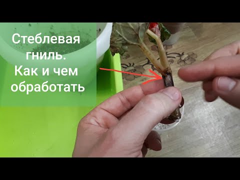 Видео: Стеблевая гниль. Как спасти растение/черенок
