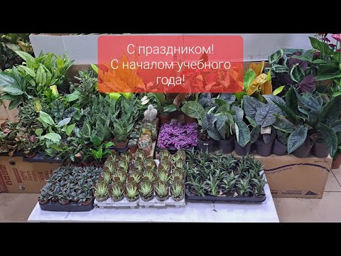 Видео: Обзор поступления комнатных растений от 1 сентября 2023г. Алоказии Мело, Скальпрум и др..