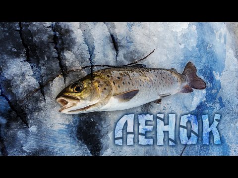 Видео: Хотели поймать ХАРИУСА, а поймали ЛЕНКА!!! [Рыбалка в Сибири]