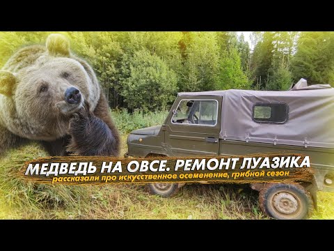 Видео: Медведь на овсе🐻. Про искусственное осеменение. Ремонт ЛУАЗика. Грибы
