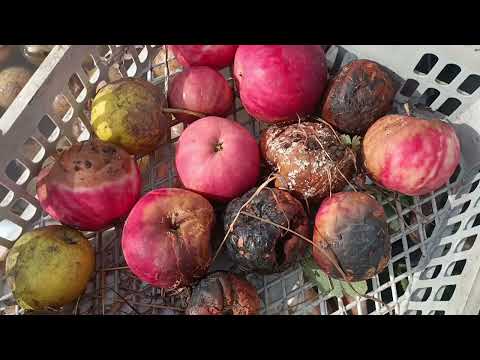 Видео: Черви, падалица и гнилуха