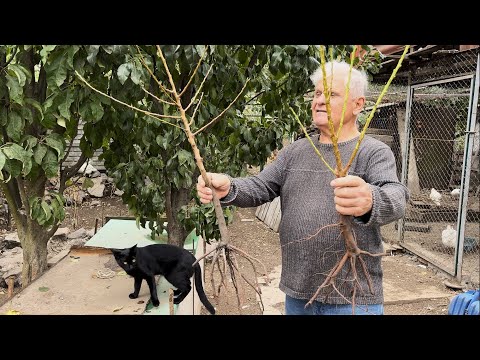 Видео: Колоновидные деревья, что нужно о них знать