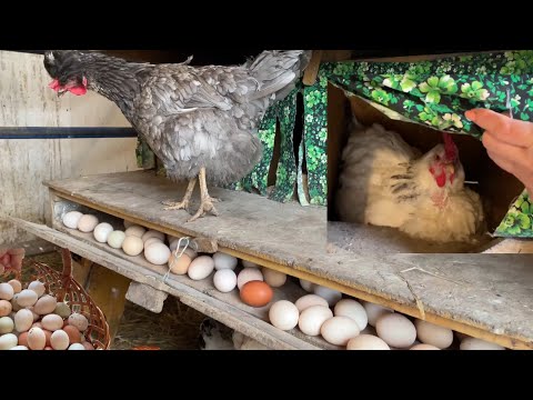 Видео: РИСКНУЛА И НЕ ПОЖАЛЕЛА Теперь Куры Живут Только Так