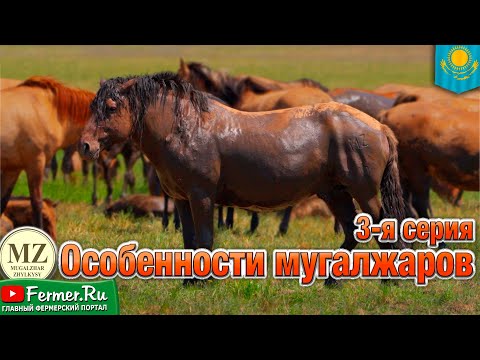 Видео: Из степей Актобе: Как разводят легендарных мугалжарских лошадей? Казахстан - колыбель коневодства