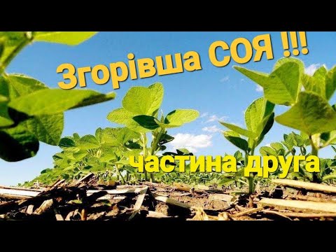 Видео: Згорівша СОЯ 😱 Визвали сусідів на поле‼️‼️‼️