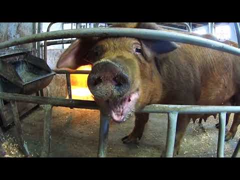 Видео: 460🐷 Вес моих элитных поросят гигантиков 🐖