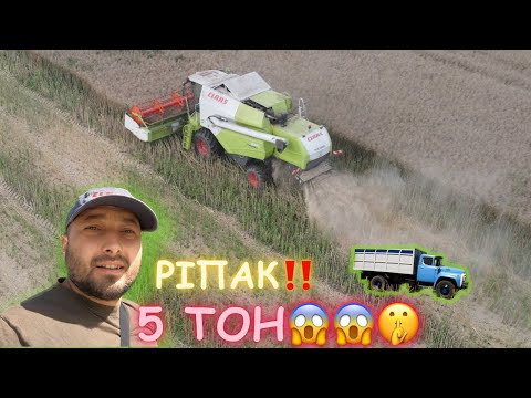 Видео: Збираємо ріпак‼️ 5 т/га🫣🤫