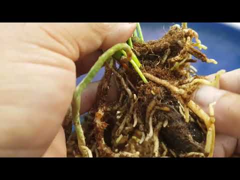 Видео: Антуриум гулини булиш ва экиш.#geran #garden #gullar